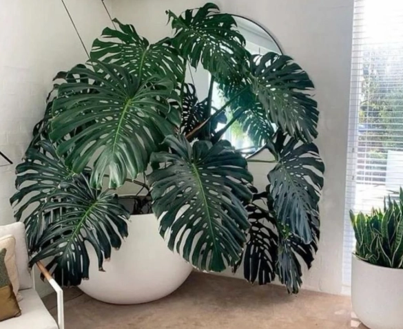 large indoor plants