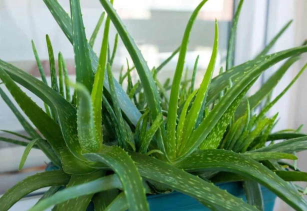aloe vera plant care tips