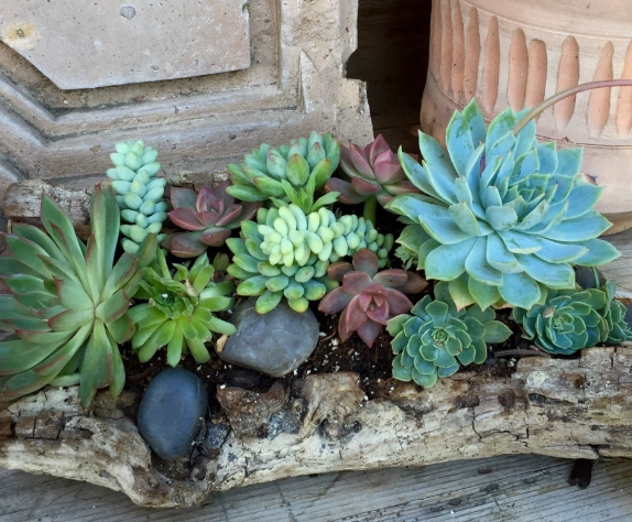 how to plant cactus in pot