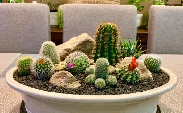 cactus in a pot