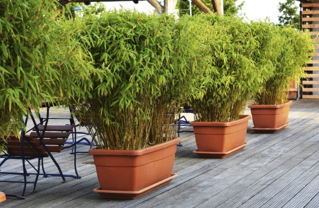 indoor bamboo plants