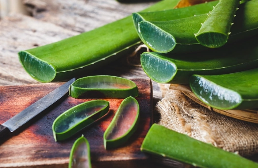 how to care for aloe vera