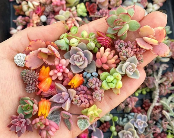 easy care succulents