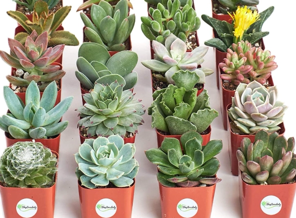 indoor succulent care