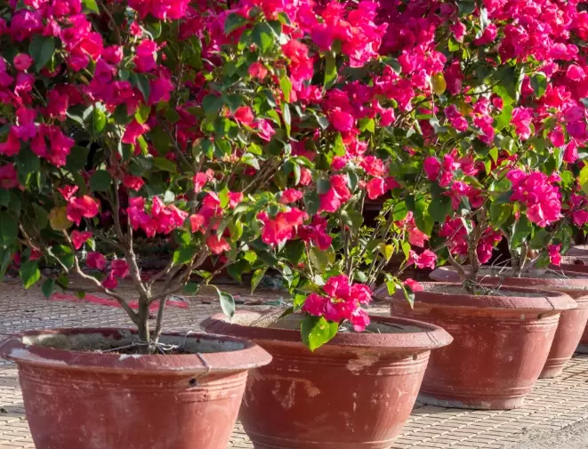growing bougainvillea