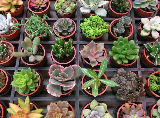 indoor succulent care