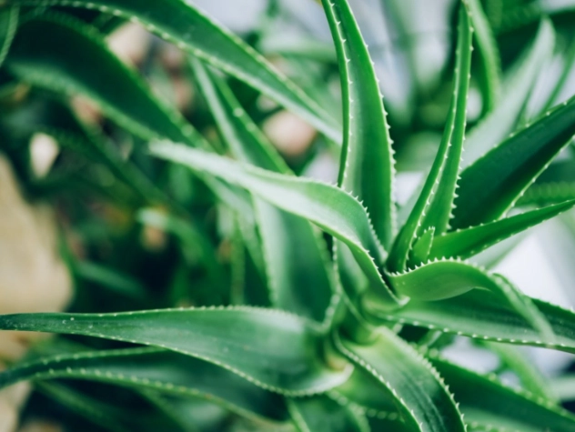 aloe vera care