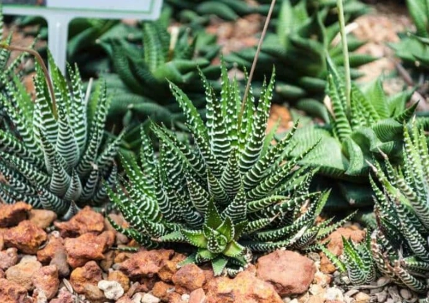 easy care succulents