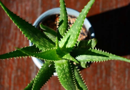 aloe vera plant care tips