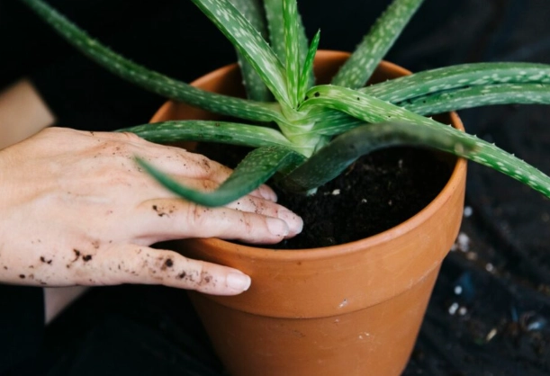 aloe vera care