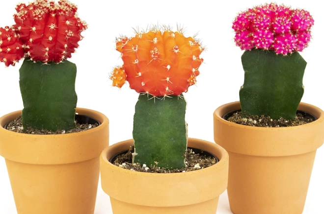 cactus pot care