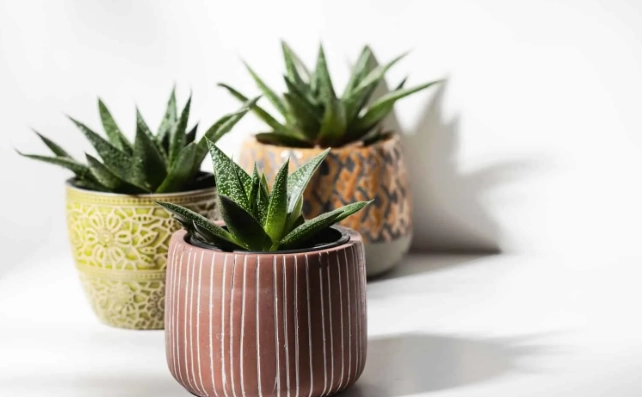 how to plant cactus in pot