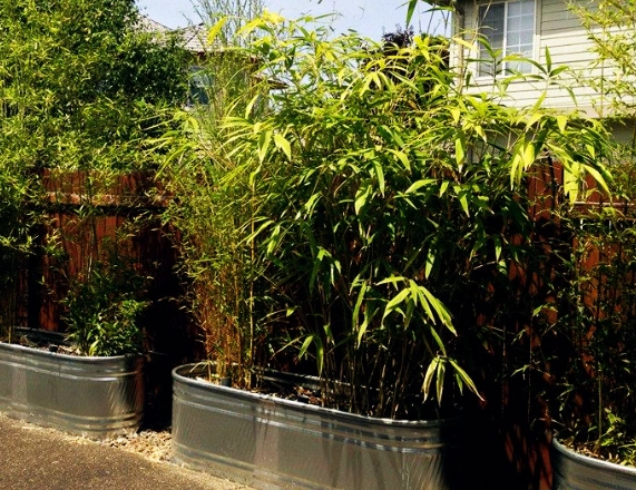 potted bamboo care
