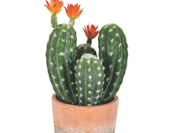 cactus pot care