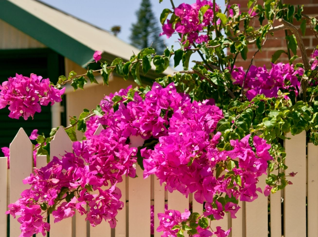 bougainvillea plant tips