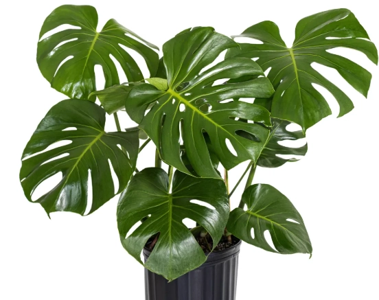 swiss cheese philodendron