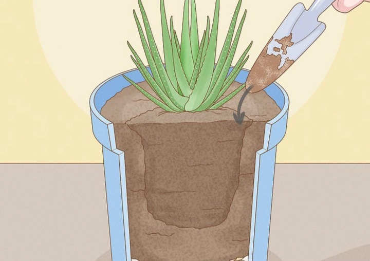 replant aloe vera