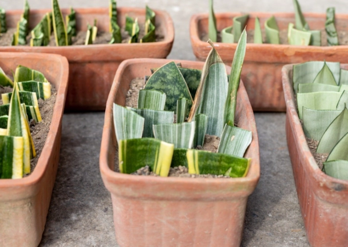 propagate snake plant propagate snake plant