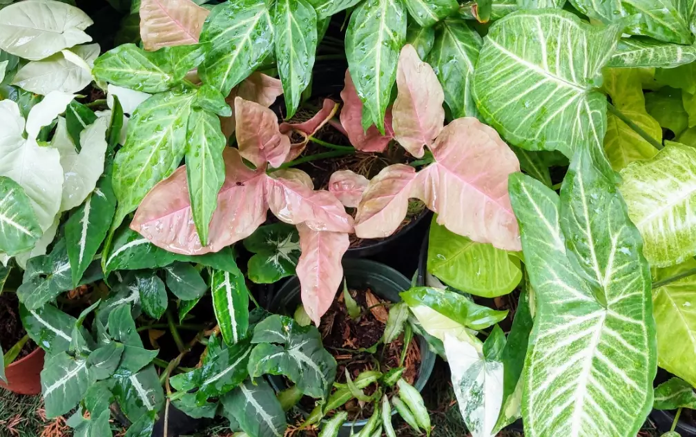 syngonium plant care