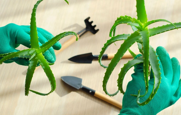 propagate aloe vera