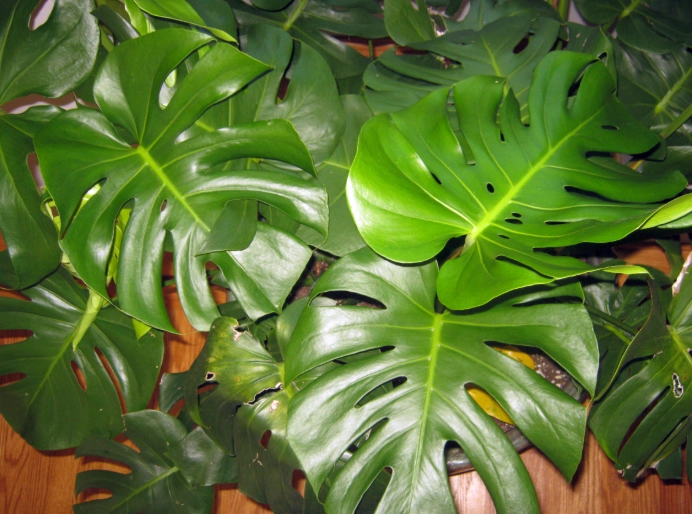 Monstera adansonii care