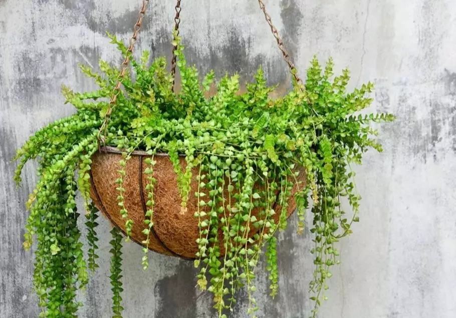 best trailing succulents