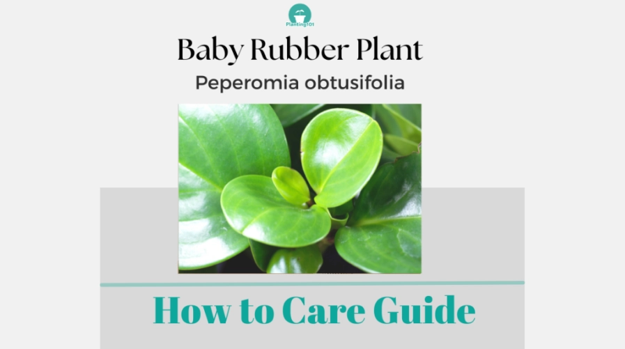 peperomia obtusifolia care