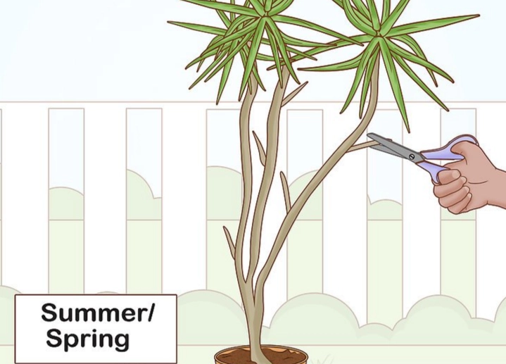 dracaena marginata care