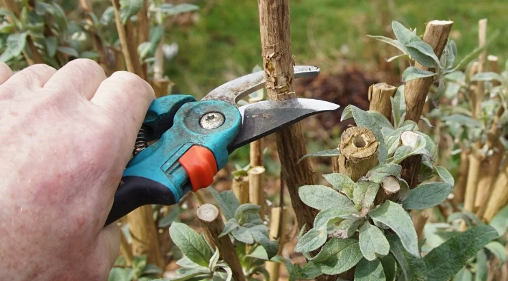 butterfly bush pruning