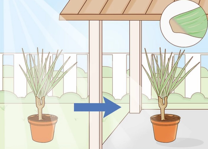 dracaena marginata care