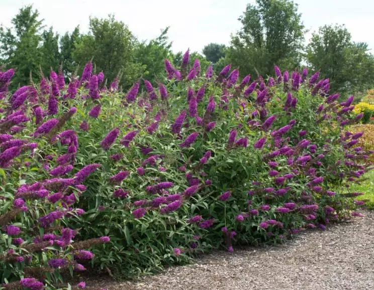 butterfly bush pruning