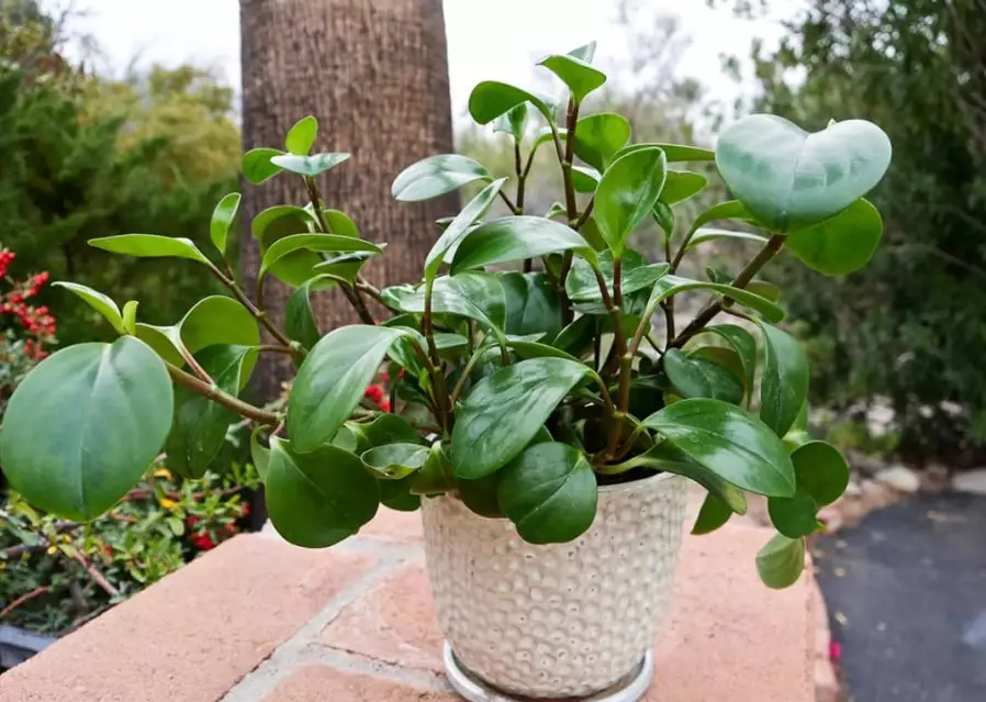 peperomia obtusifolia care