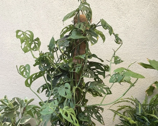 Swiss cheese plant