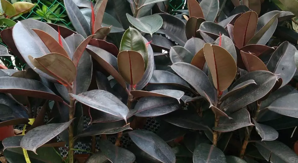 indoor rubber plant care