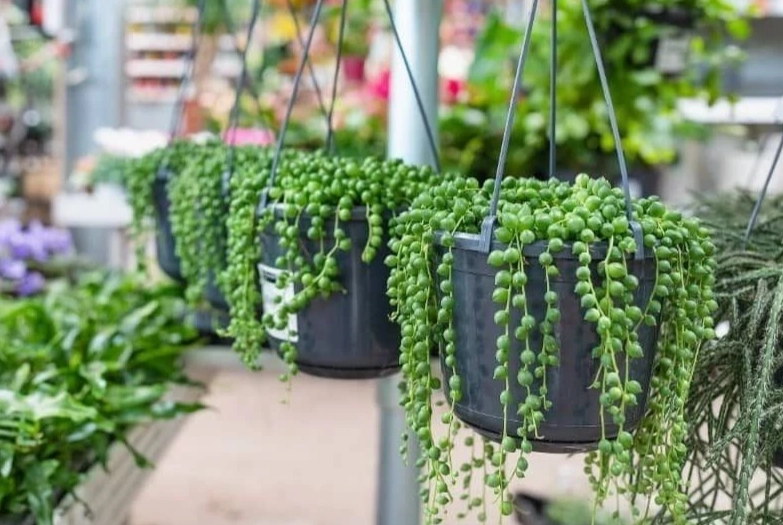 hanging succulent care