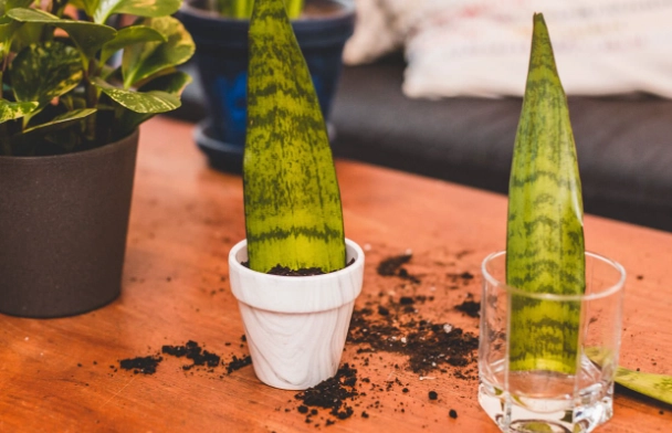 how to propagate snake plant how to propagate snake plant