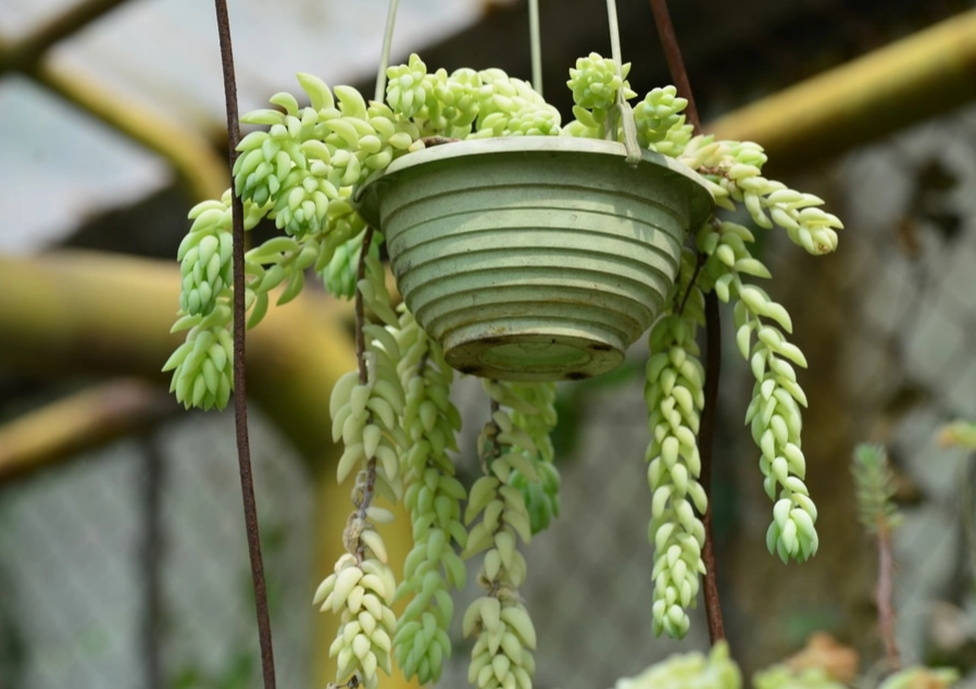 how to hang succulents