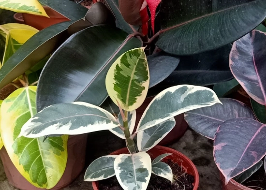 indoor rubber tree problems indoor rubber tree problems