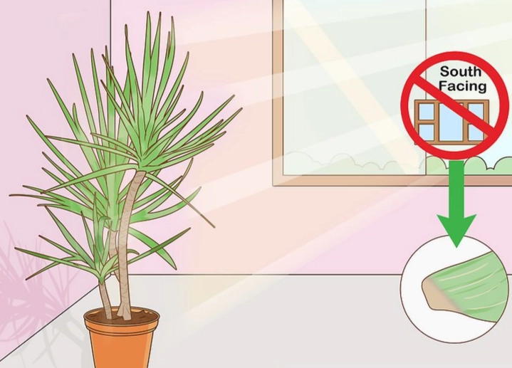 dracaena marginata care