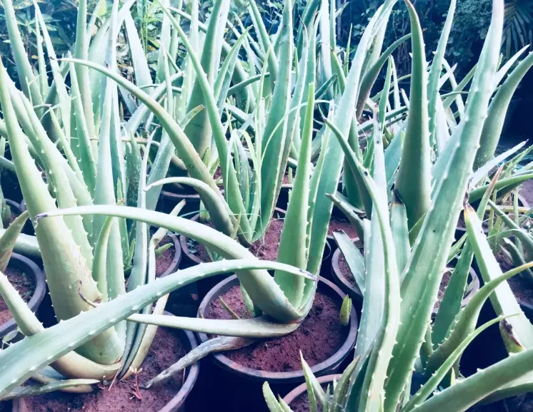 aloe repotting guide
