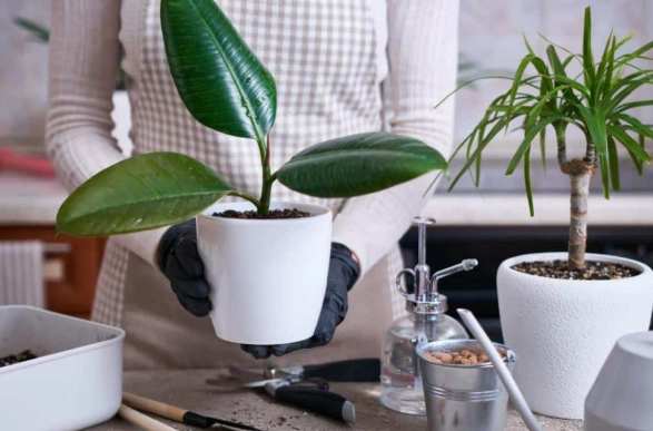 rubber plant watering rubber plant watering