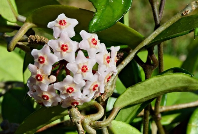Hoya carnosa