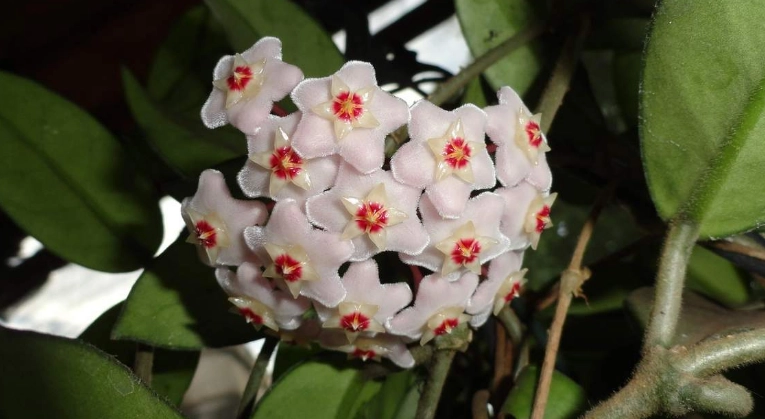 Hoya carnosa