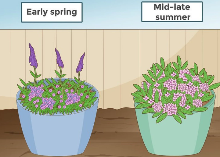 butterfly bush pruning