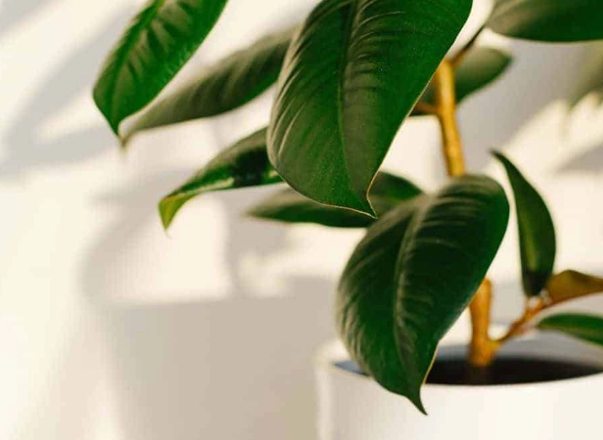 indoor rubber tree problems indoor rubber tree problems