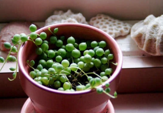 succulent propagation guide succulent propagation guide