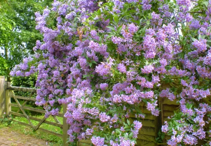 sweet potato vine plant sweet potato vine plant