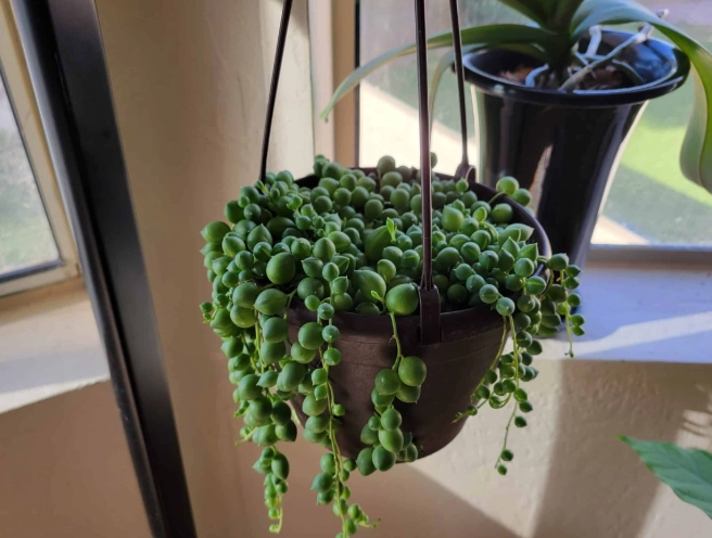 pearls plant cuttings pearls plant cuttings