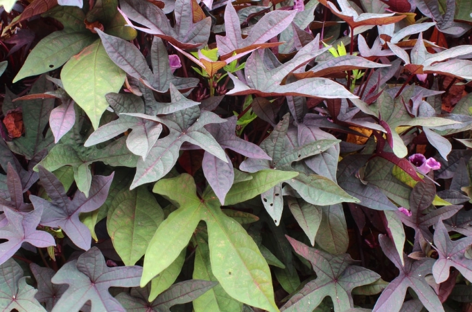 sweet potato vine plant sweet potato vine plant