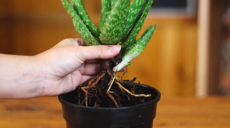 transplant aloe plant